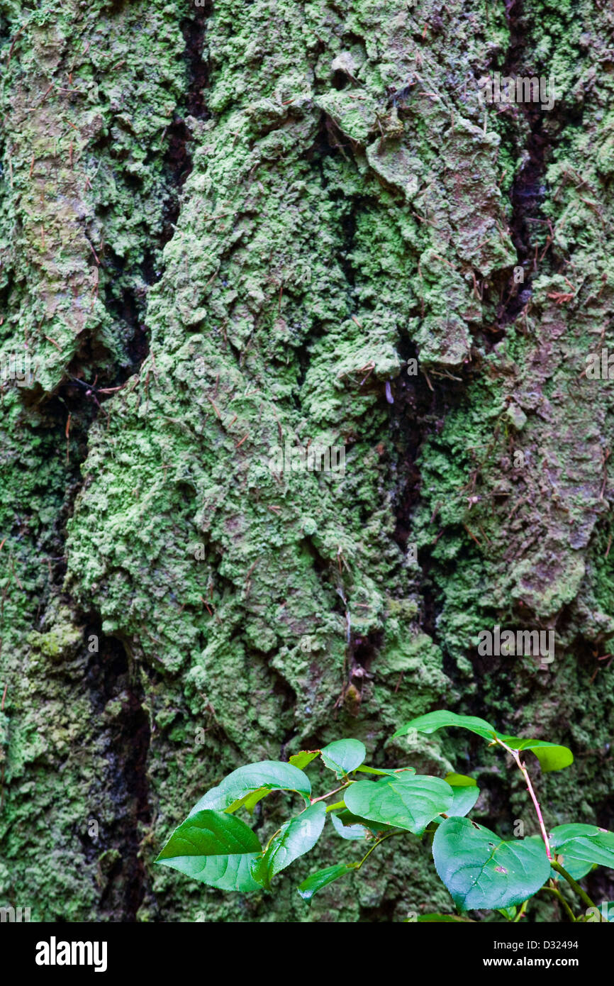La corteza de un árbol de abeto Douglas con salal hojas en un bosque templado lluvioso Foto de stock