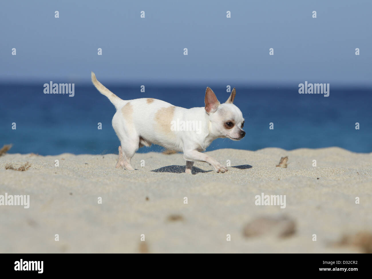 Perro Chihuahua shorthair / adulto acabando en la playa Fotografía de stock  - Alamy