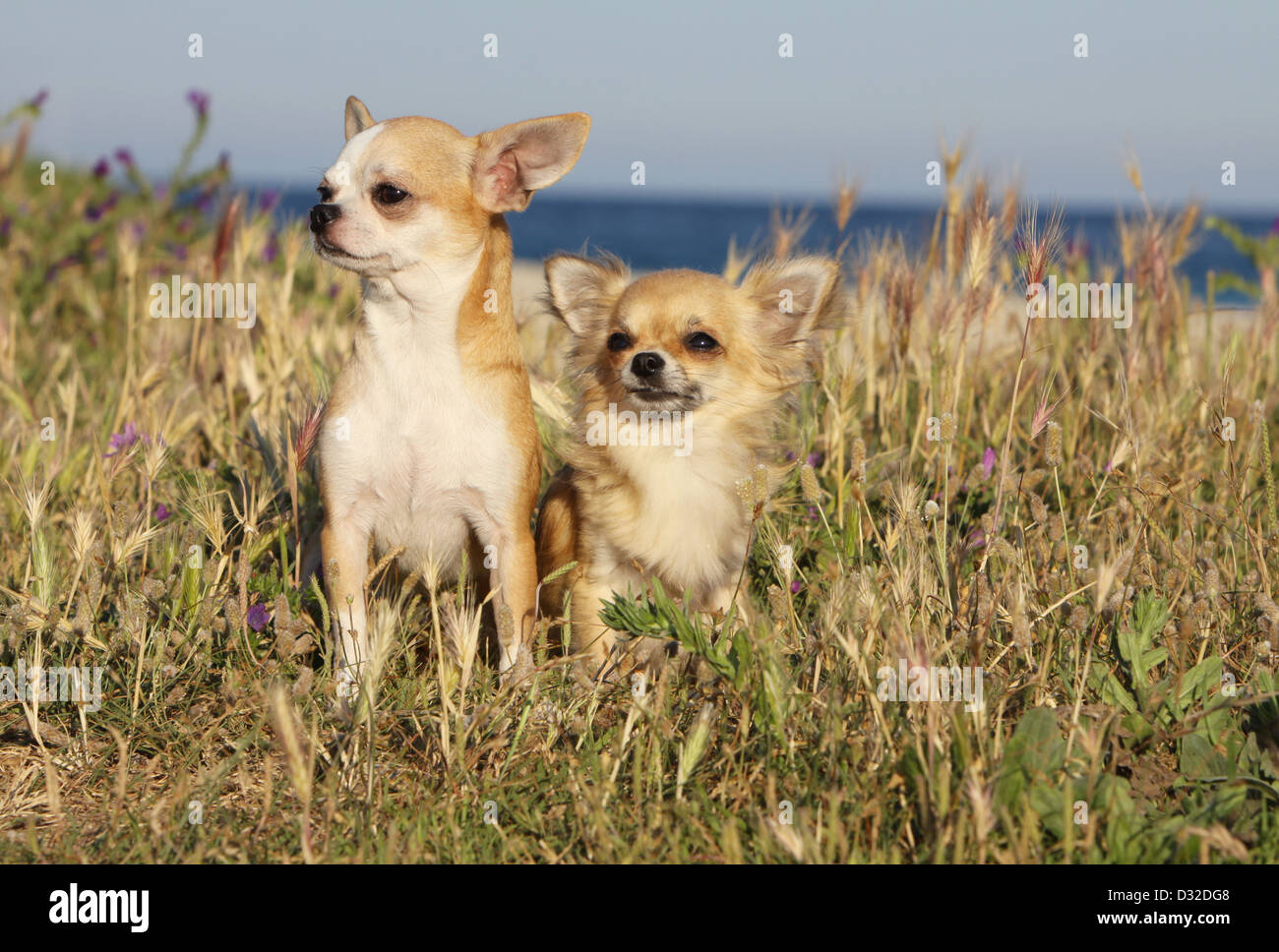 Perro Chihuahua longhair y shorthair / dos adultos sentados en un prado Foto de stock