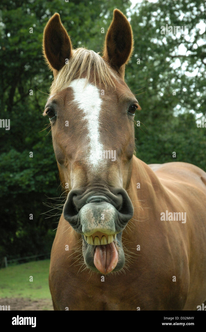 Caballo Sacando La Lengua Fotos e Imágenes de stock Alamy