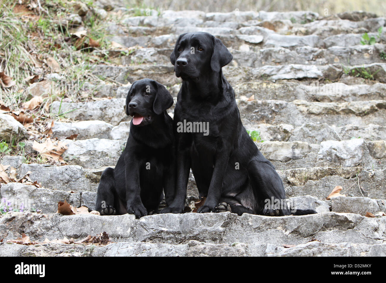 Cachorro labrador negro y adulto fotografías e imágenes de alta resolución  - Alamy