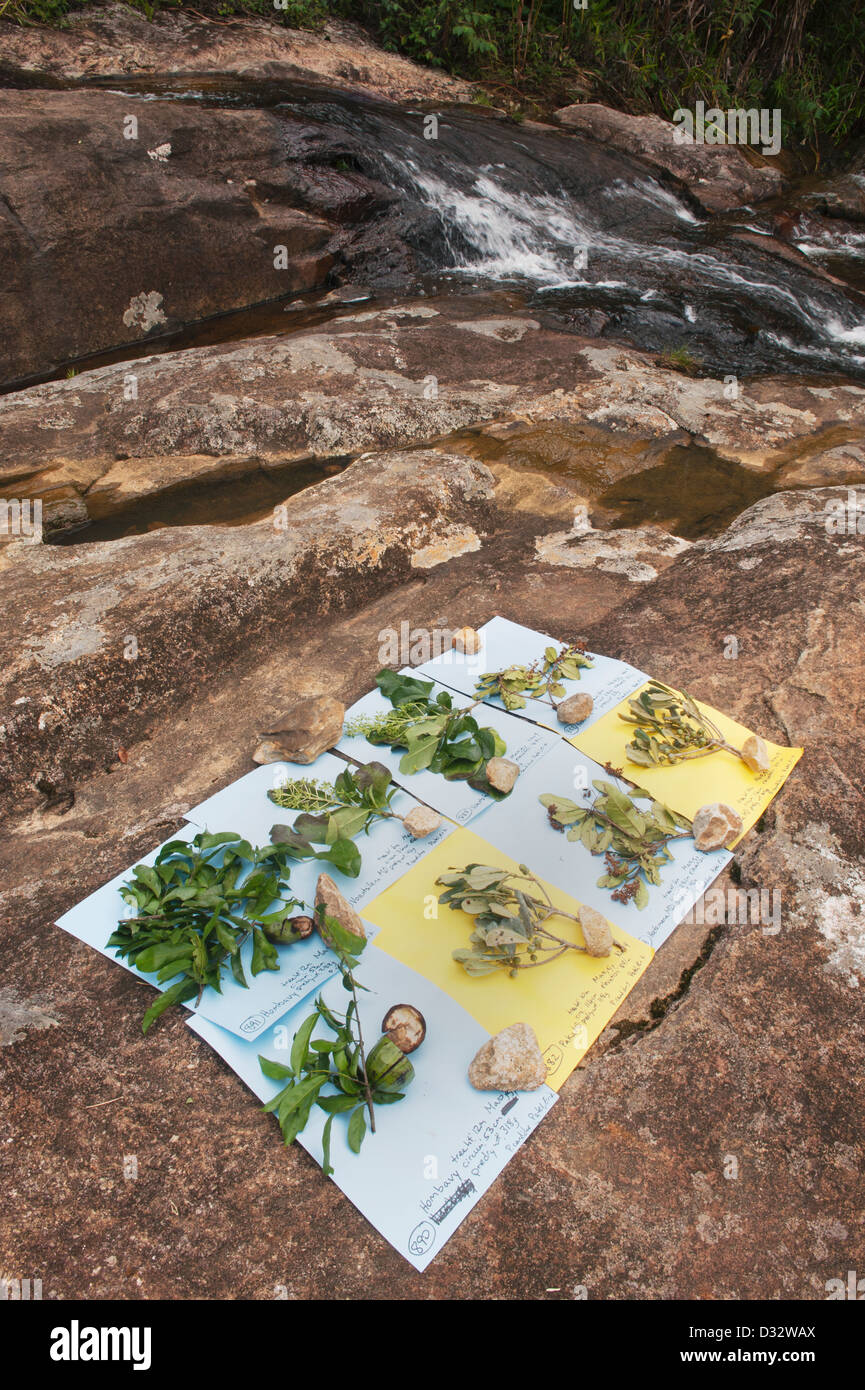 Silky Sifaka (Propithecus candidus) planta alimenticia muestras reunidas por el equipo de investigación, el Parque Nacional de Marojejy, Madagascar, EN PELIGRO Foto de stock
