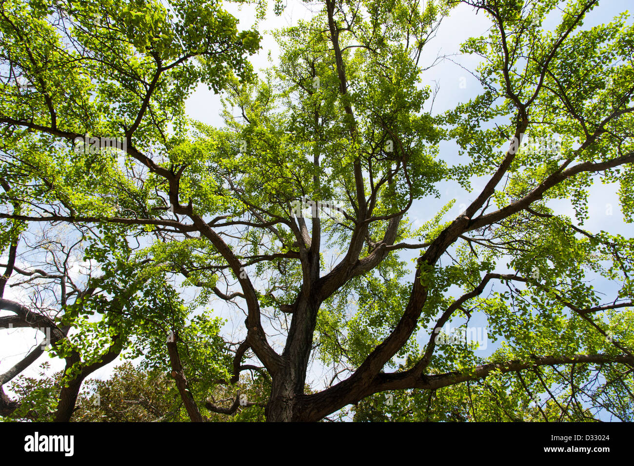 El Ginkgo biloba árbol en el Jardín Botánico de Lisboa, Portugal. Foto de stock