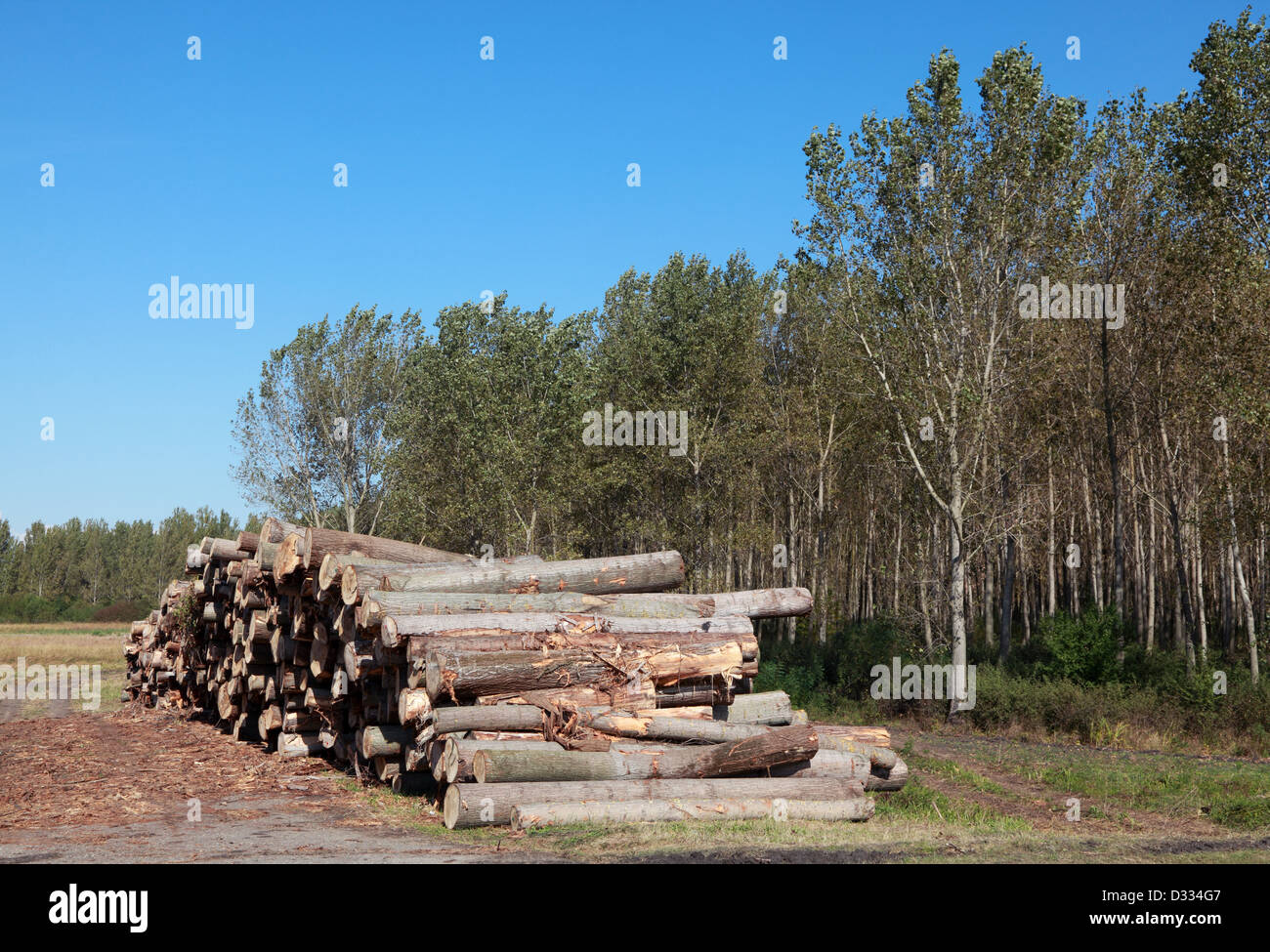 La explotación de la madera, montón de troncos en el bosque Foto de stock