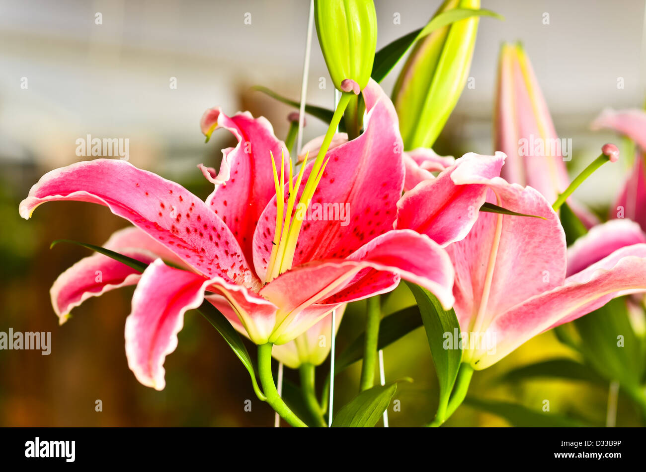 Lily perfume florido Foto de stock
