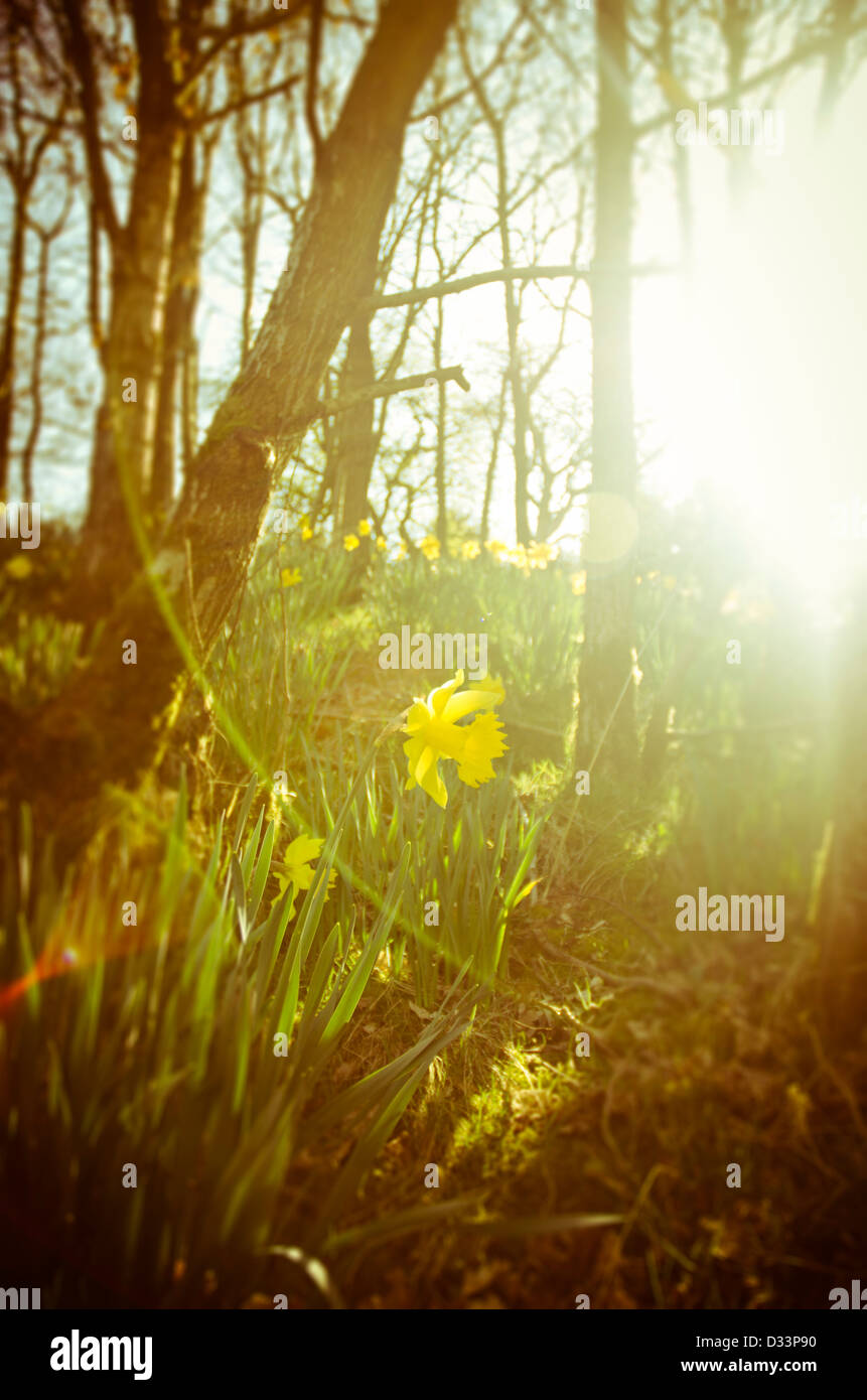 Narcisos en un bosque glade naturaleza escenario iluminado por el sol baja Foto de stock