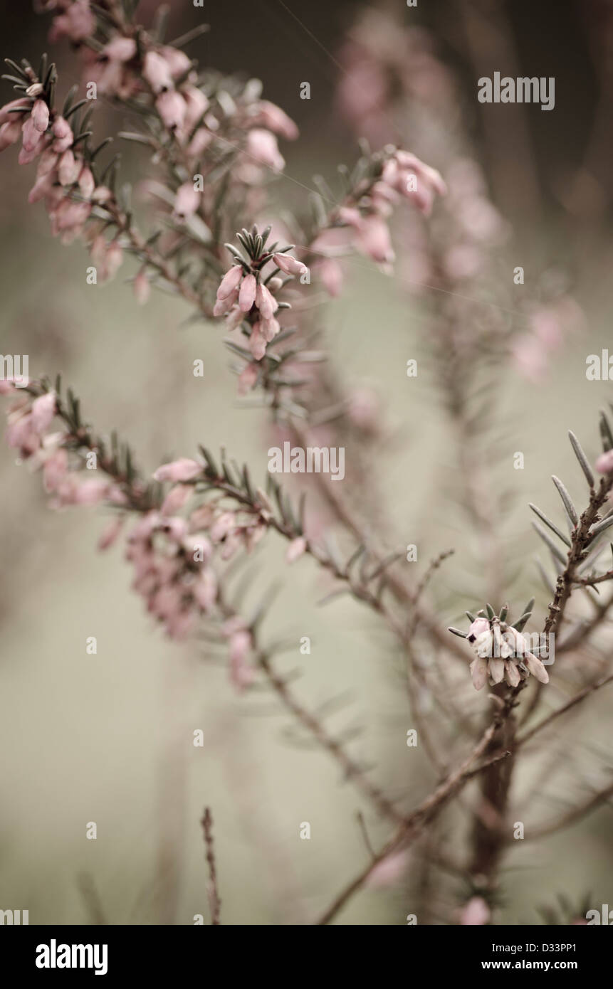 Cerca de poca profundidad de imagen archivada de materiales vegetales y flores de color rosa en el jardín naturaleza Foto de stock