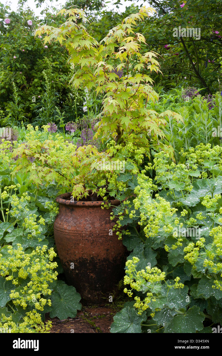 Urna decorativa y bordes de plantas perennes y el arce japonés. Foto de stock