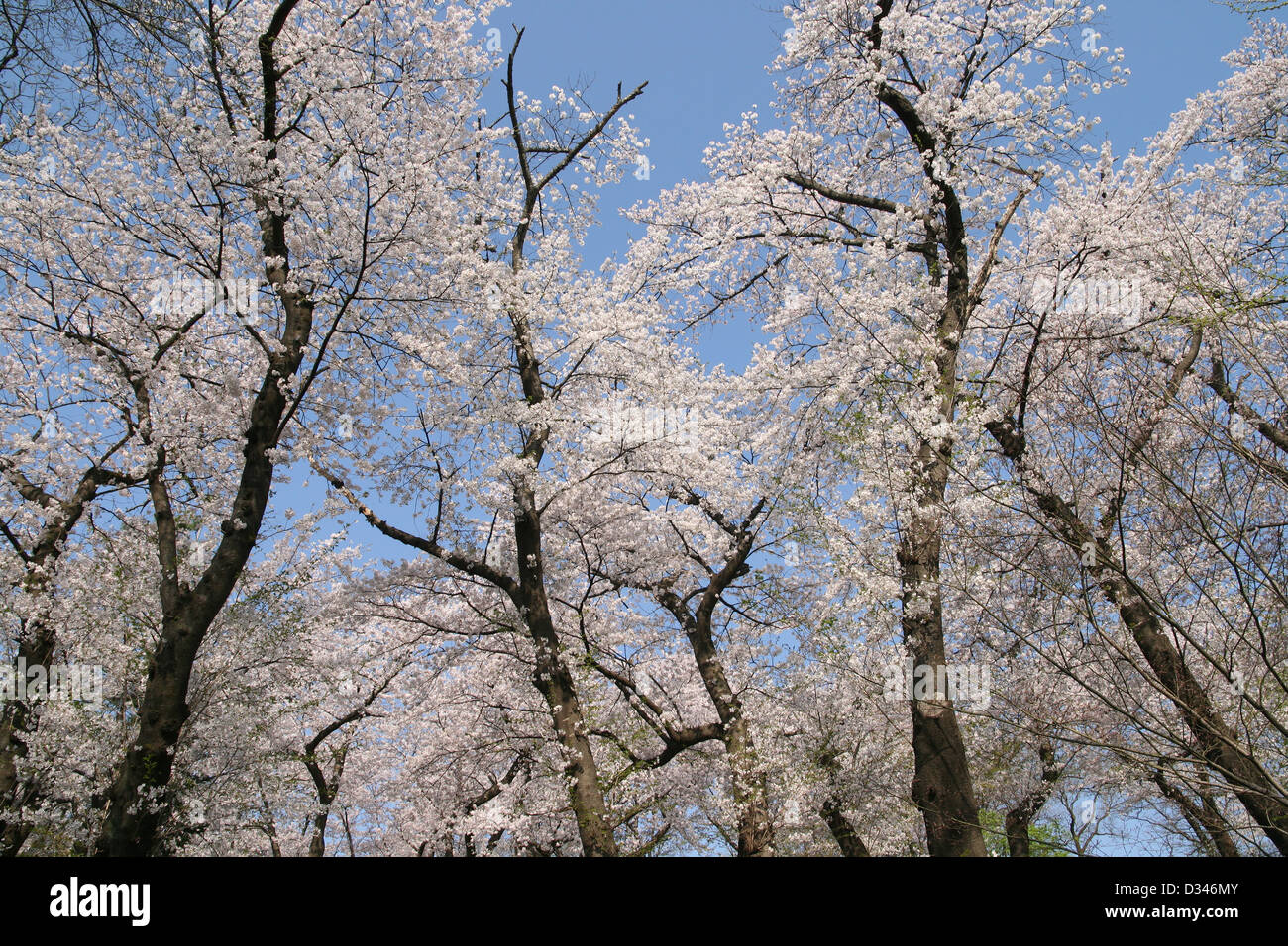Cerezos Seoraksan Parque Nacional de Corea del Sur Gangwon Foto de stock
