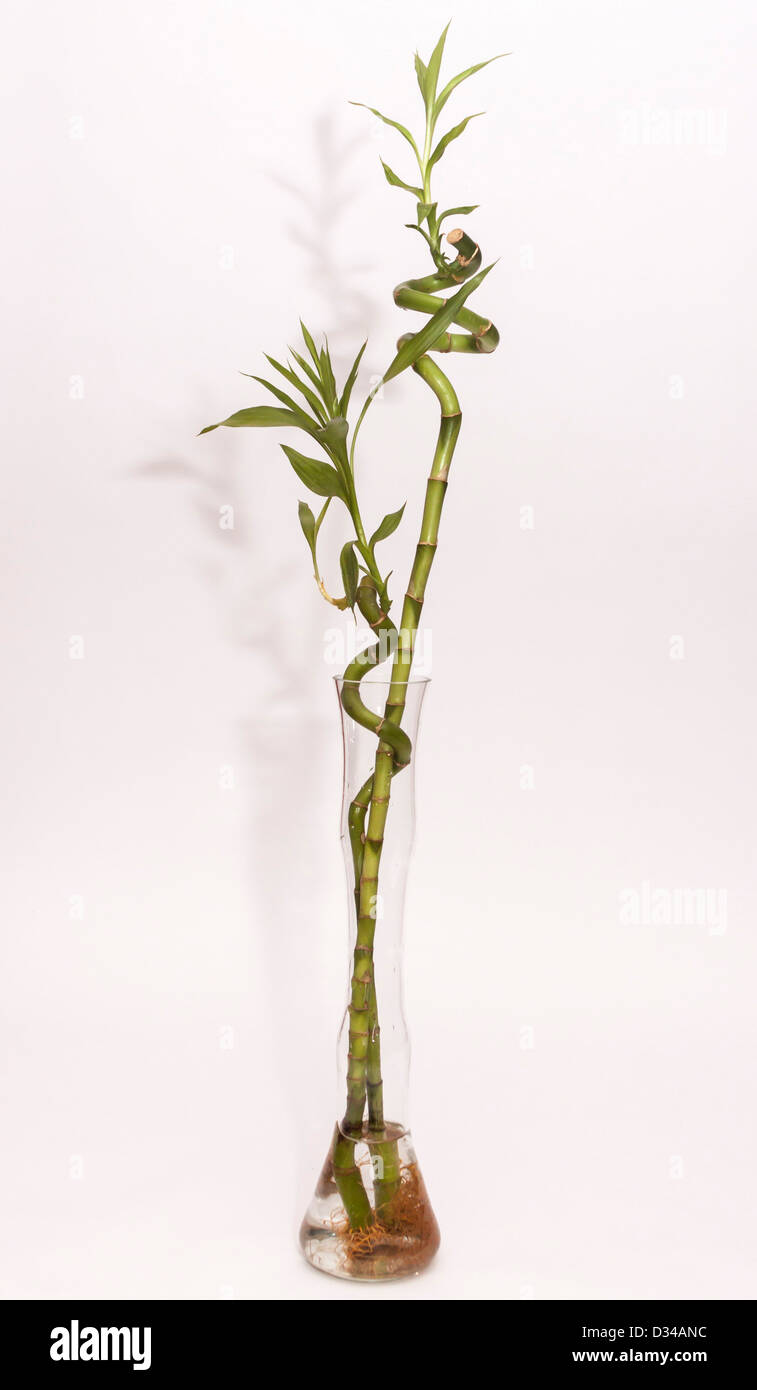 Florero de bambú fotografías e imágenes de alta resolución - Alamy