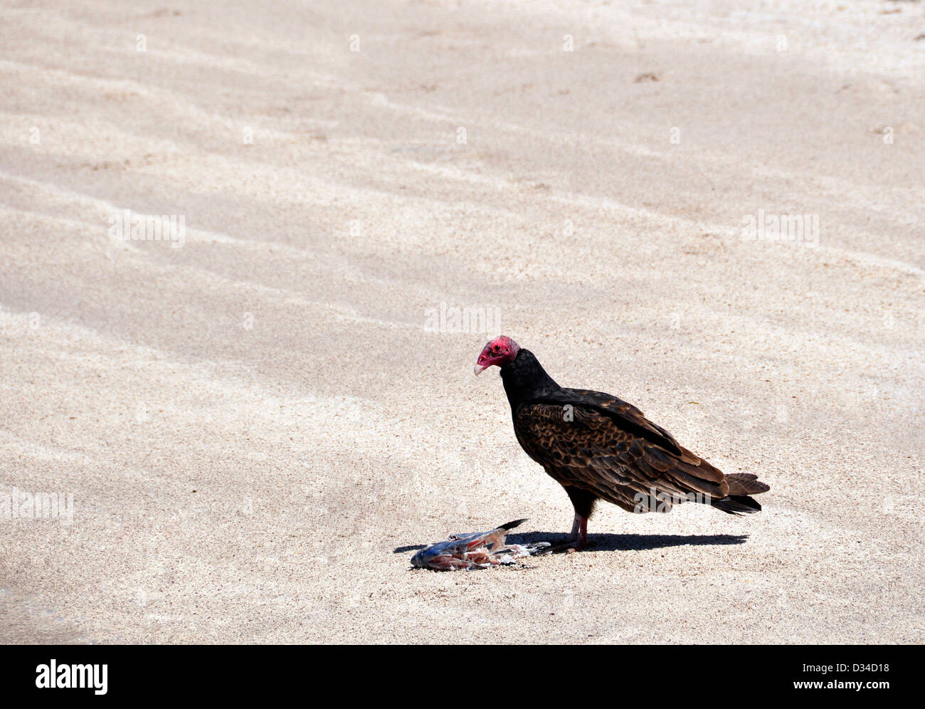 Turquía buitre con cabeza de pescado desechado desde el campamento de pesca, Isla Espiritu Santo, Mar de Cortez, en Baja California, México. Foto de stock