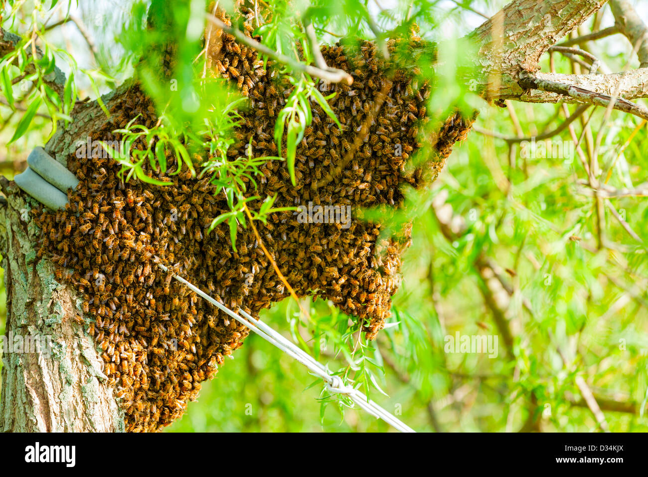 Enjambre de abejas Foto de stock
