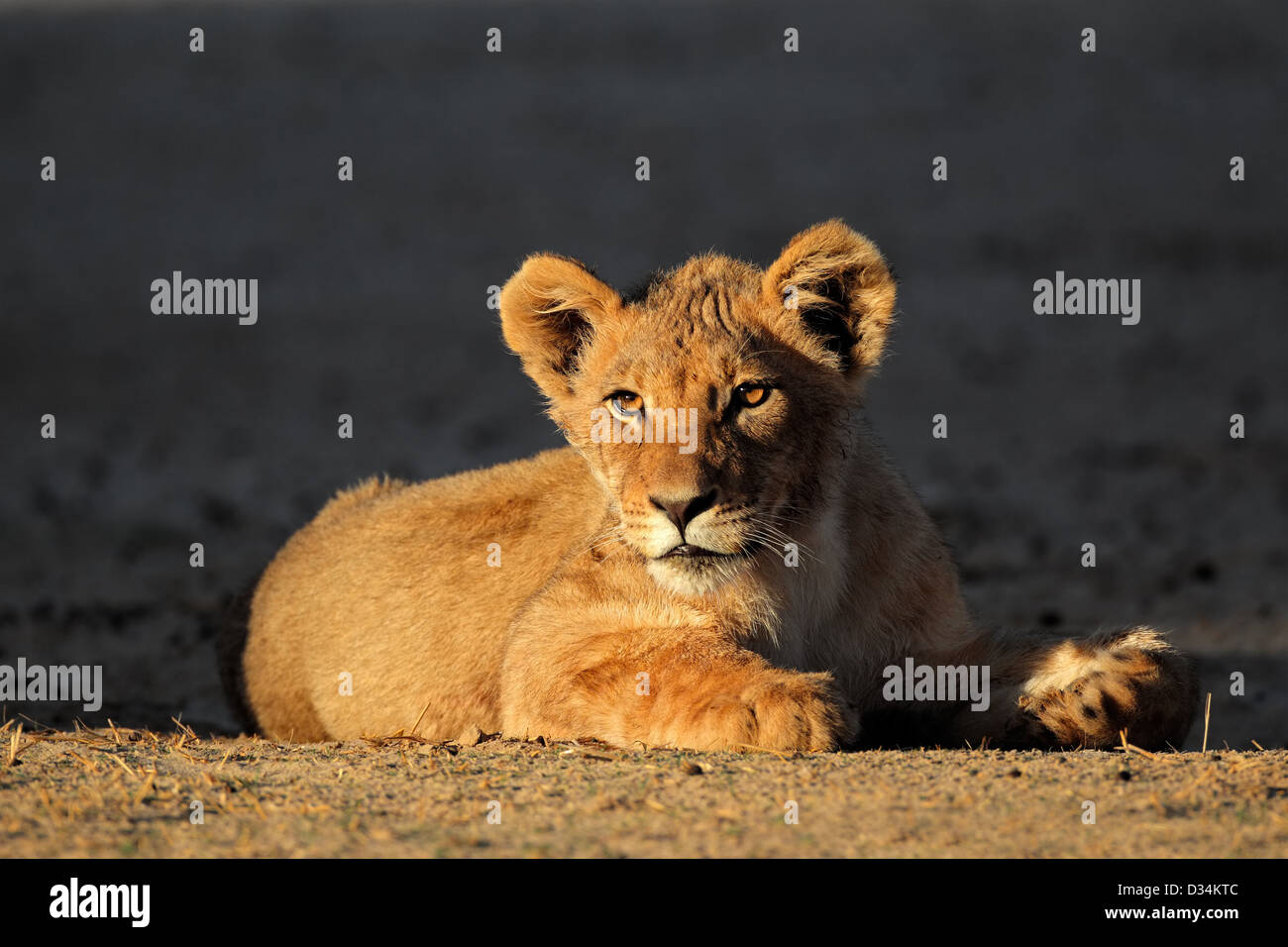 Cachorro de león africano (Panthera leo) en la luz de la mañana temprano, el desierto de Kalahari, Sudáfrica Foto de stock