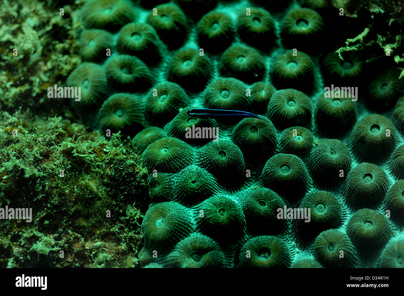 Peces tropicales y arrecifes de coral en el océano submarino Foto de stock