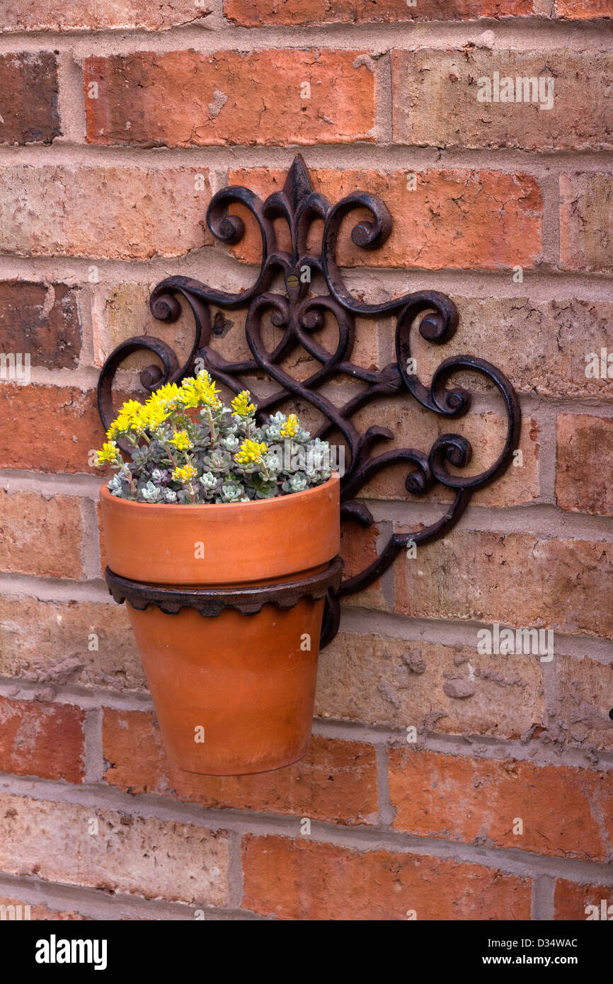 Suculenta grises pequeñas macetas con flores amarillas en olla de hierro fundido ornamentado colgador de pared de ladrillo rojo, Leicestershire, REINO UNIDO Foto de stock