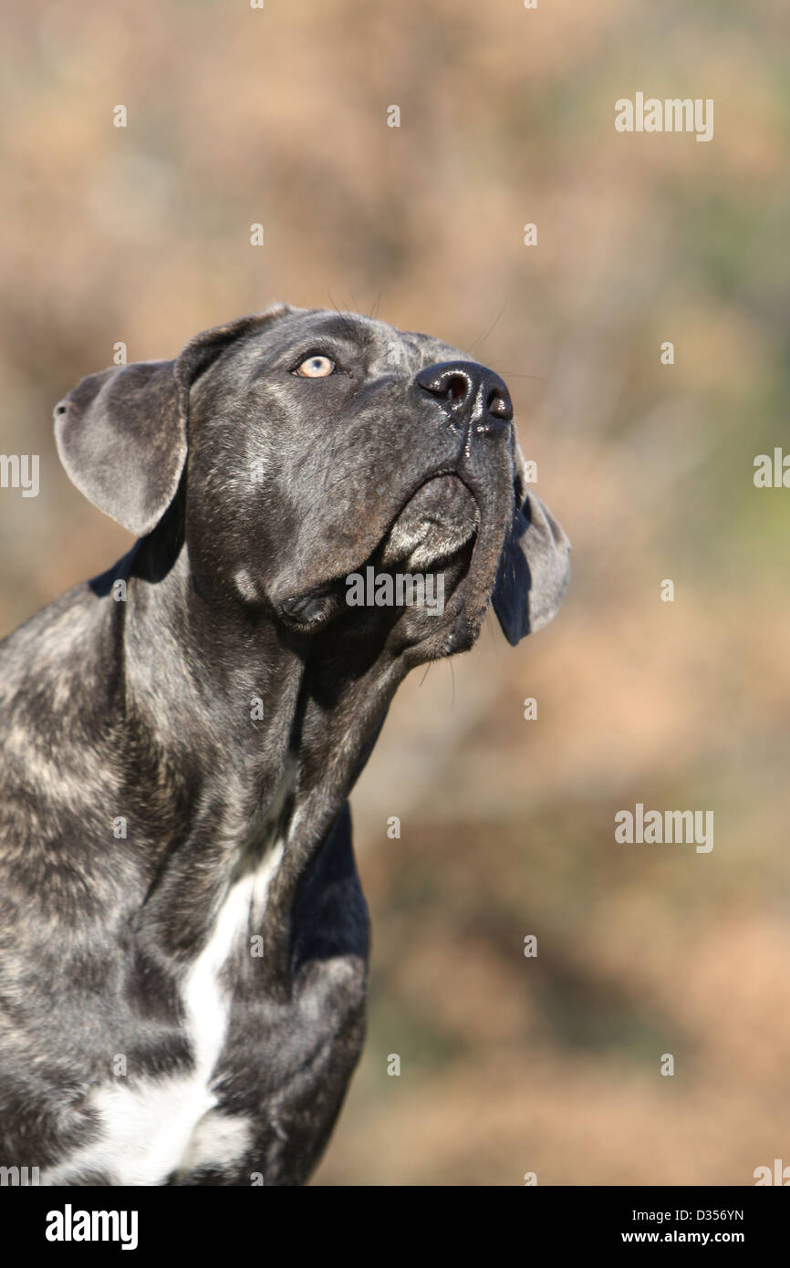 Perro Cane Corso Italiano Molosser Adultos Perfil Vertical Foto
