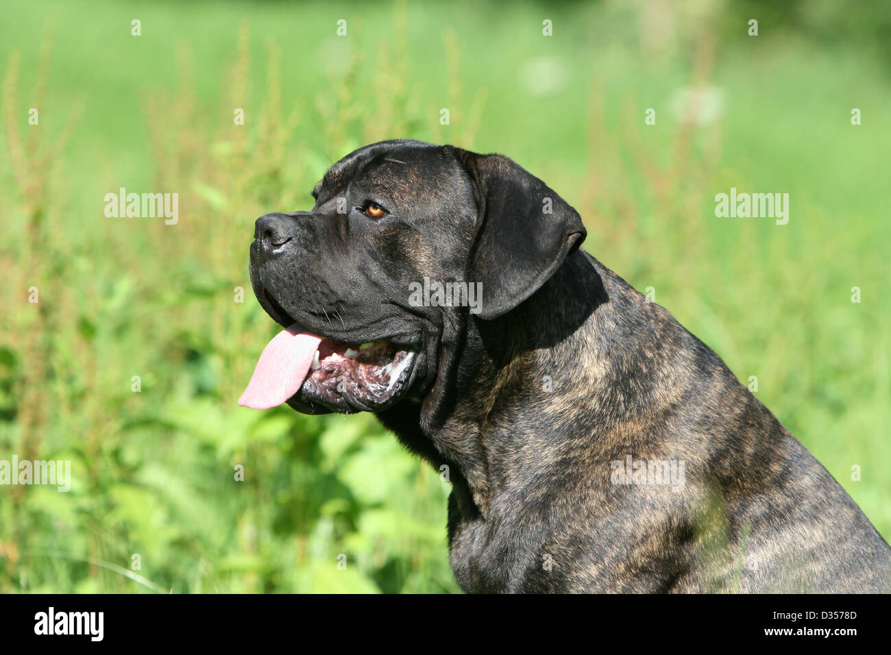 el cane corso muerde fuerte