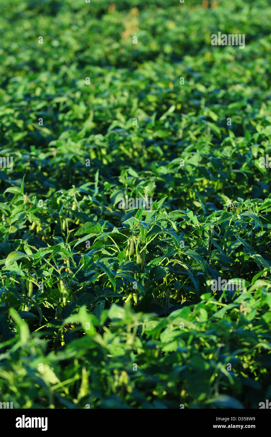 La soja crece en un campo de cultivos en una granja Foto de stock