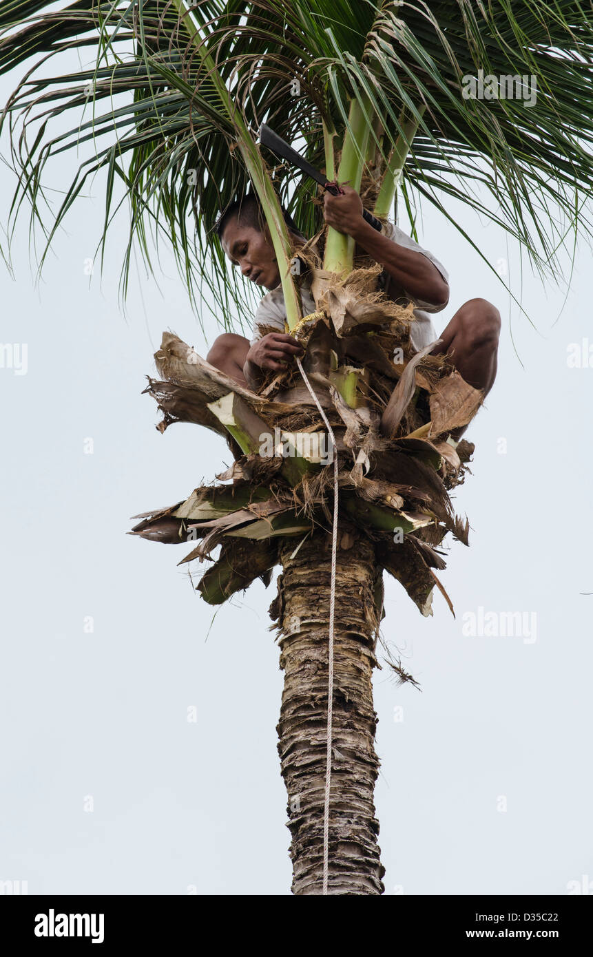 Palm Tree arborist escalada en palmera para limpiar de hojas y coco  Fotografía de stock - Alamy