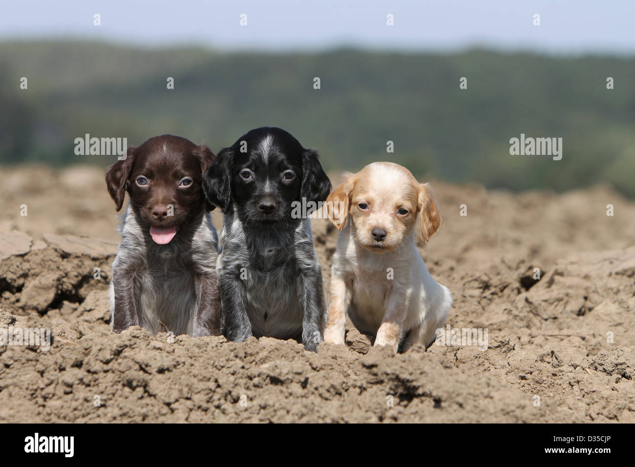 Perro Epagneul Breton / Epagneul Breton cachorros de tres colores  diferentes sentados en un campo Fotografía de stock - Alamy