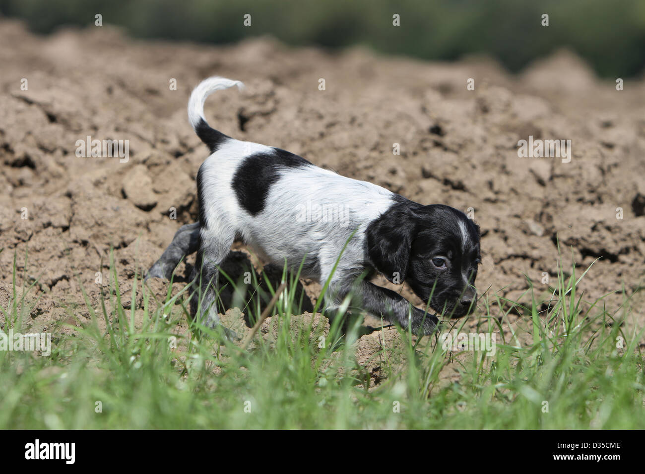 Perro Epagneul Breton / Epagneul Breton cachorro (blanco y negro) que se  ejecuta en un campo Fotografía de stock - Alamy