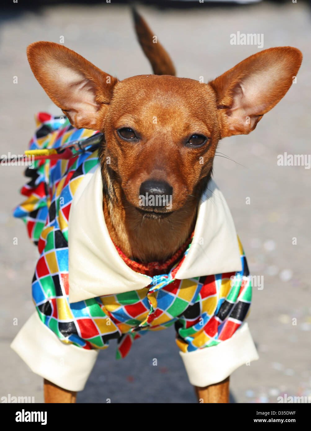 Mascota en un disfraz fotografías e imágenes de alta resolución - Alamy