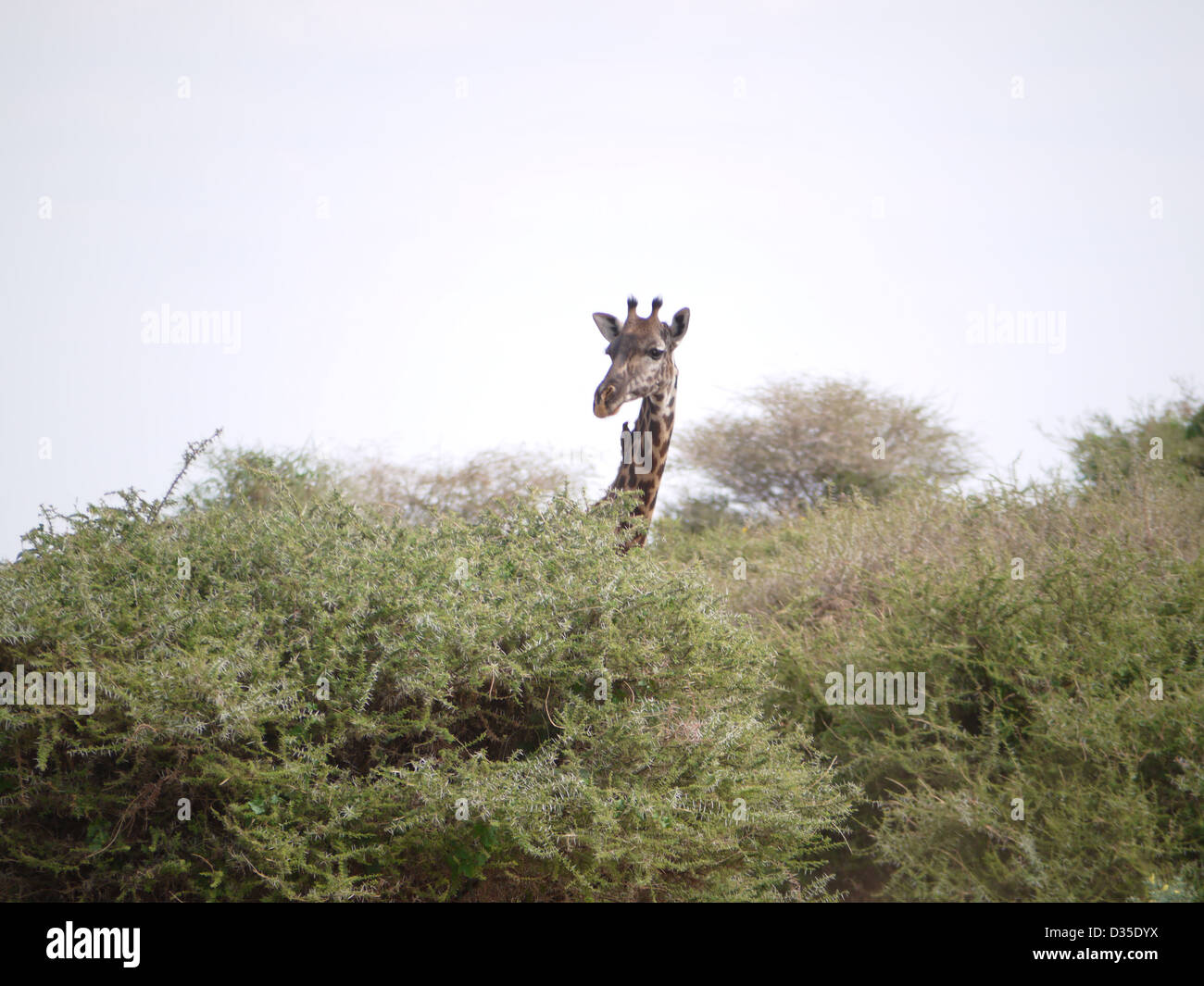 Giraffe peep mirar solo lonely bush ox pecker aves ver safari Serengeti turista curioso curioso pie Foto de stock