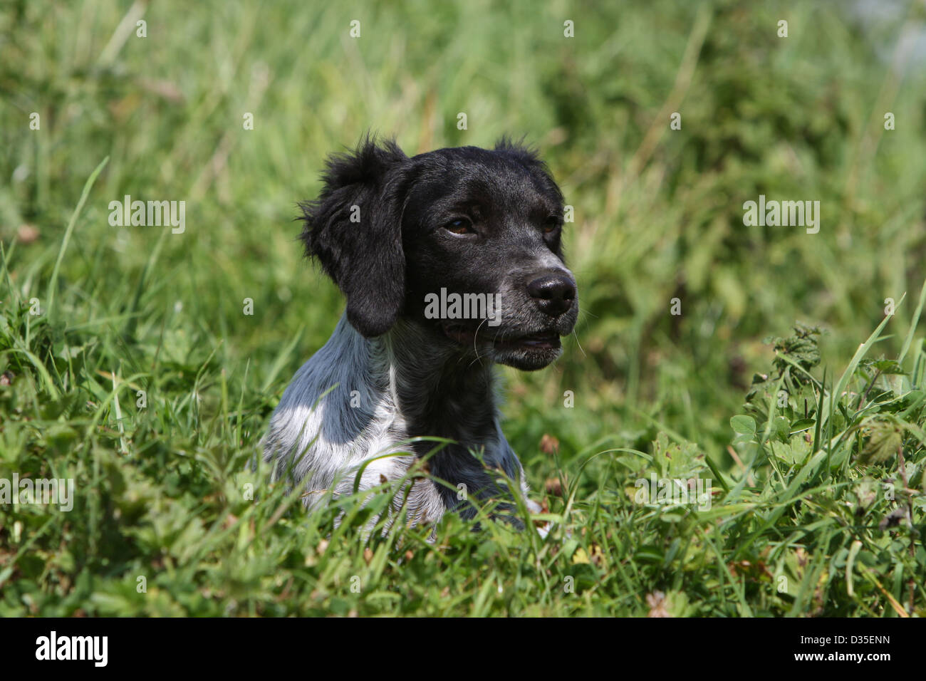 Perro Epagneul Breton / Epagneul Breton cachorro (blanco y negro) acostado  en un prado Fotografía de stock - Alamy