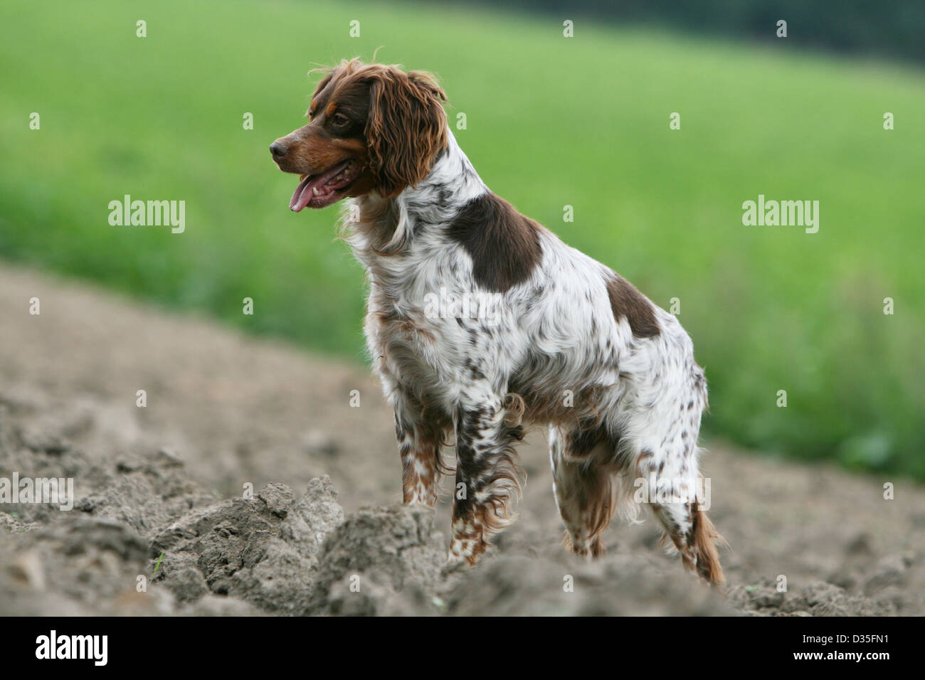 Perro Epagneul Breton / Epagneul Breton adulto (tricolor) de hígado de pie  en un campo Fotografía de stock - Alamy