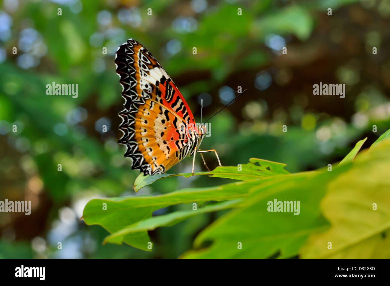 Leopard Crisopa (Cethosia cyane) se asienta sobre una planta Foto de stock