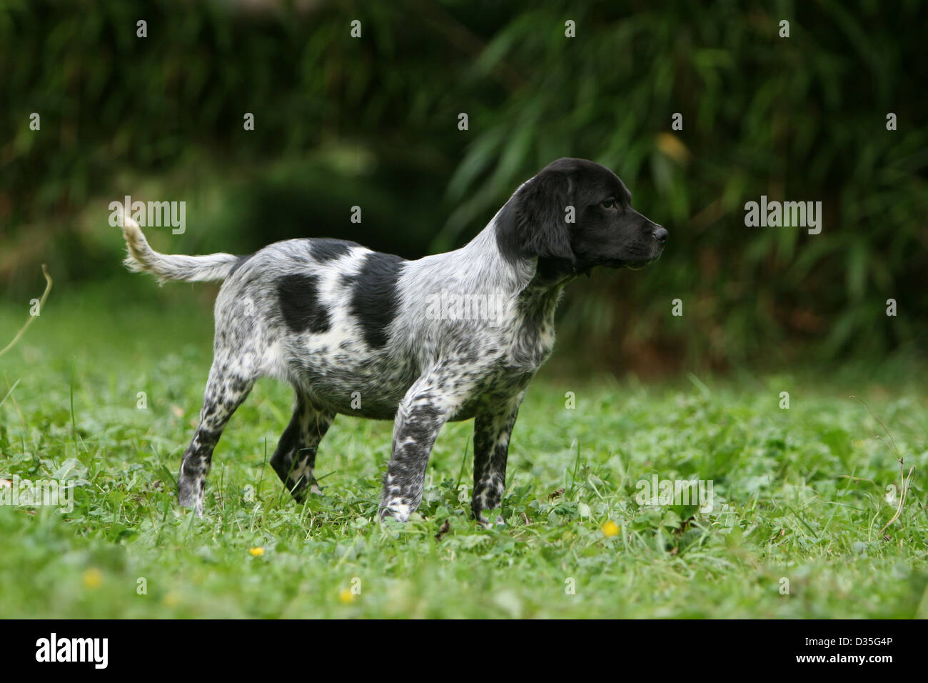 Perro Epagneul Breton / Epagneul Breton cachorro (blanco y negro) en una  pradera permanente Fotografía de stock - Alamy
