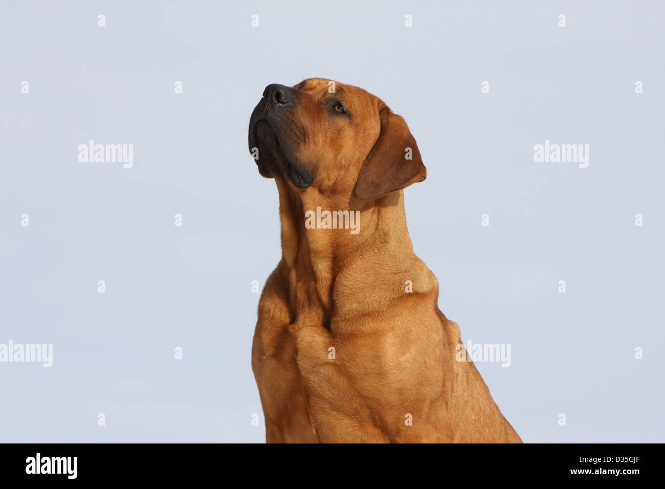 Perro Tosa Inu / Japonés Mastiff retrato de adultos Foto de stock