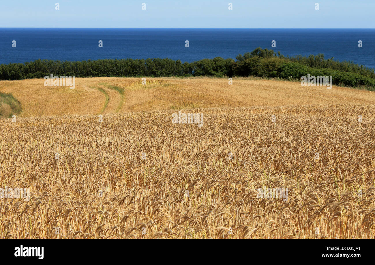 Vista panorámica del maizal dorado en campo con el mar azul de fondo. Foto de stock