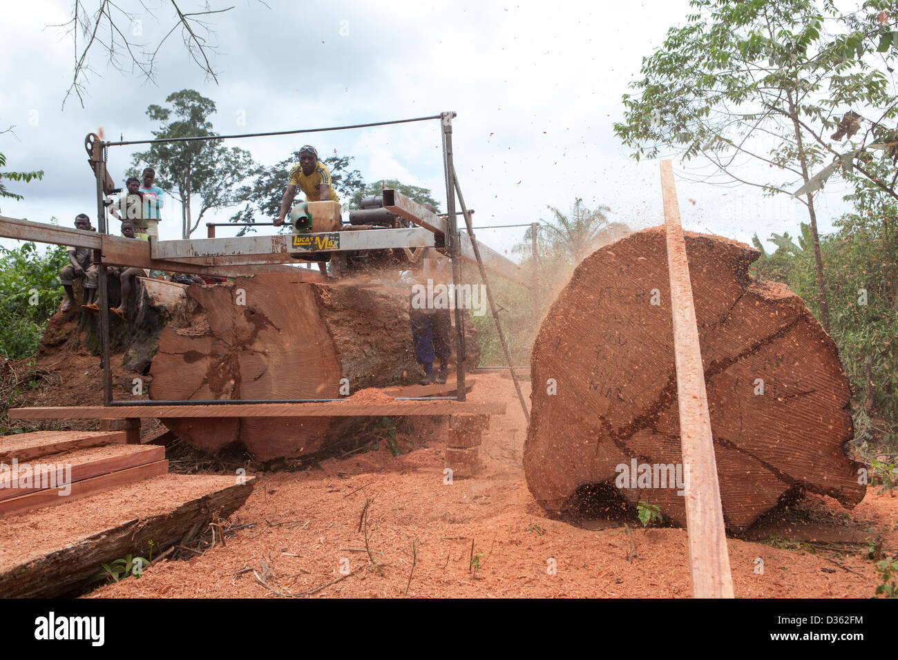 Camerún, 2 de octubre de 2012: una tripulación de registro móvil de madera cortada de un gran árbol de madera dura. Foto de stock