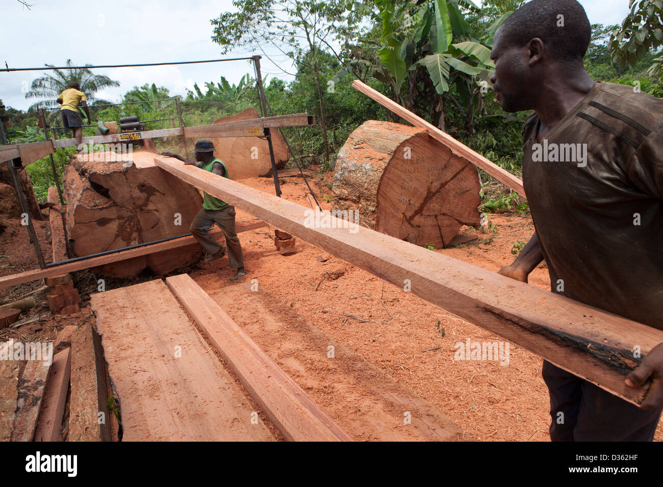 Camerún, 2 de octubre de 2012: una tripulación de registro móvil de madera cortada de un gran árbol de madera dura. Foto de stock