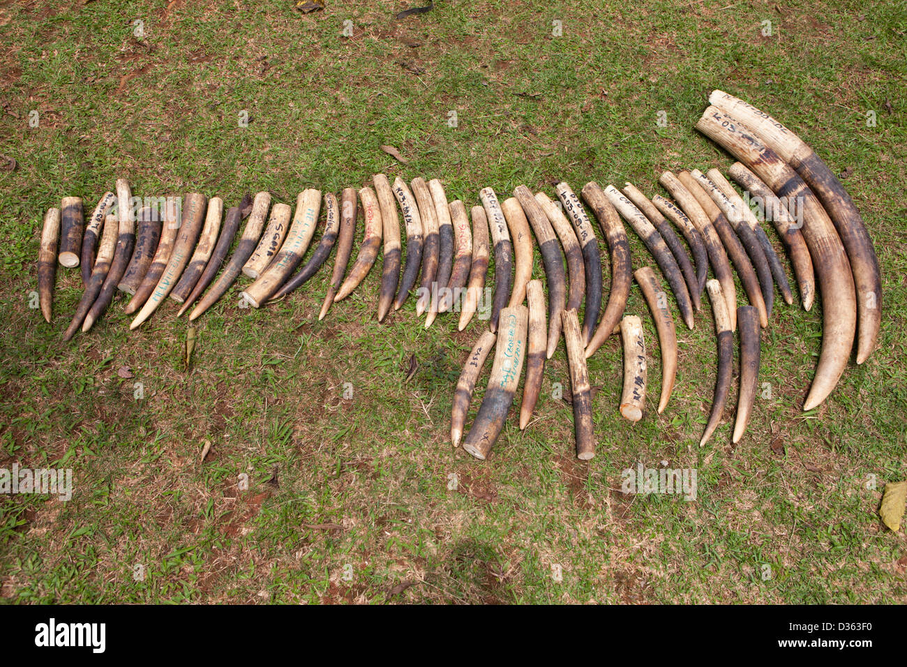Camerún, 3 de octubre de 2012: el marfil confiscado por el Ministerio de Bosques y Vida Silvestre de los cazadores furtivos y celebrado en la tienda. Foto de stock
