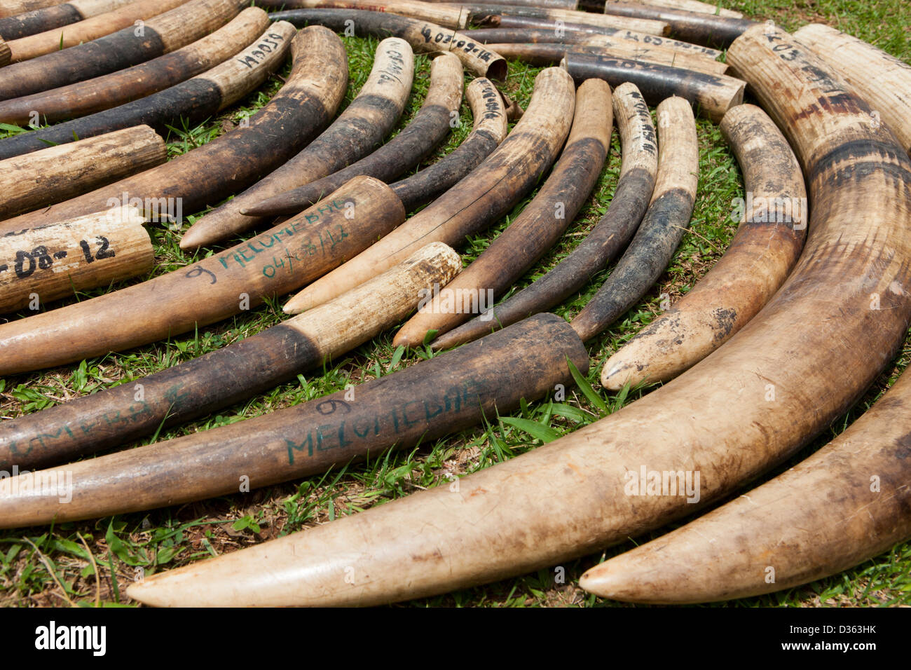 Camerún, 3 de octubre de 2012: el marfil confiscado por el Ministerio de Bosques y Vida Silvestre de los cazadores furtivos y celebrado en la tienda. Foto de stock