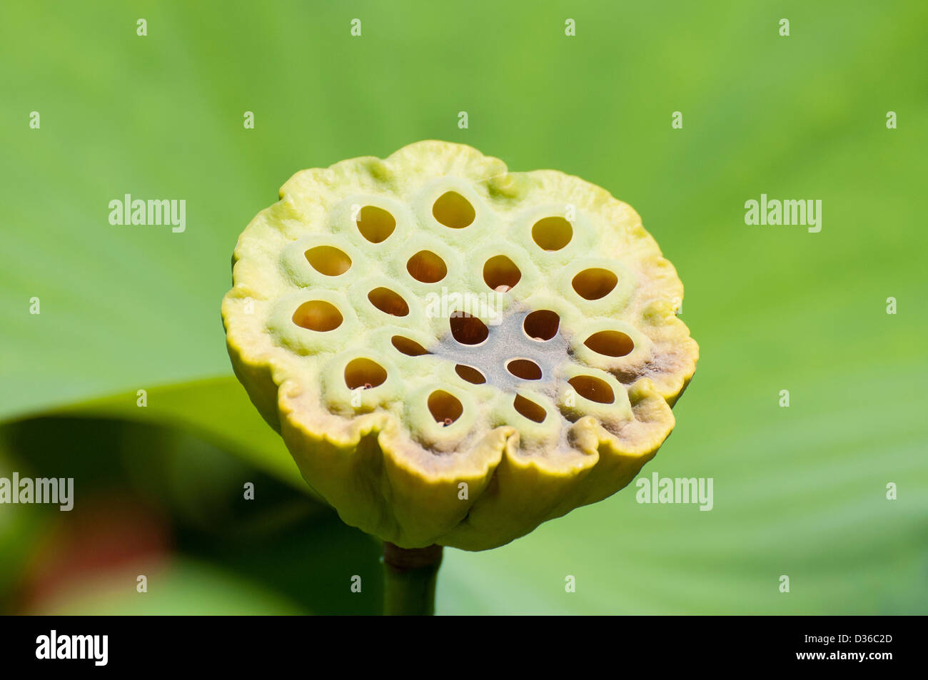 Una flor de loto (Nelumbo nucifera) cabeza de frutos o semillas, en un soleado jardín. Foto de stock