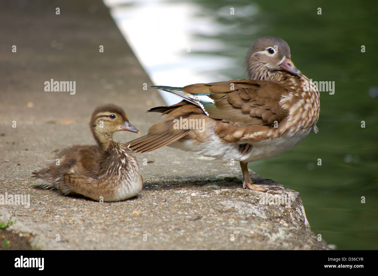 Pato Mandarin Hembra Y El Patito En El Banco De Los Regents Canal En Londres Inglaterra Fotografia De Stock Alamy