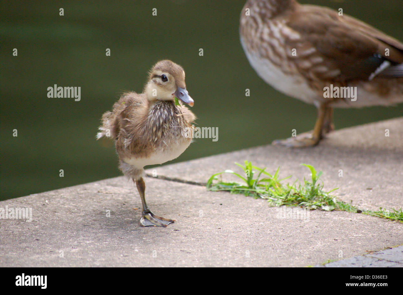 Pato Mandarin Hembra Y El Patito En El Banco De Los Regents Canal En Londres Inglaterra Fotografia De Stock Alamy