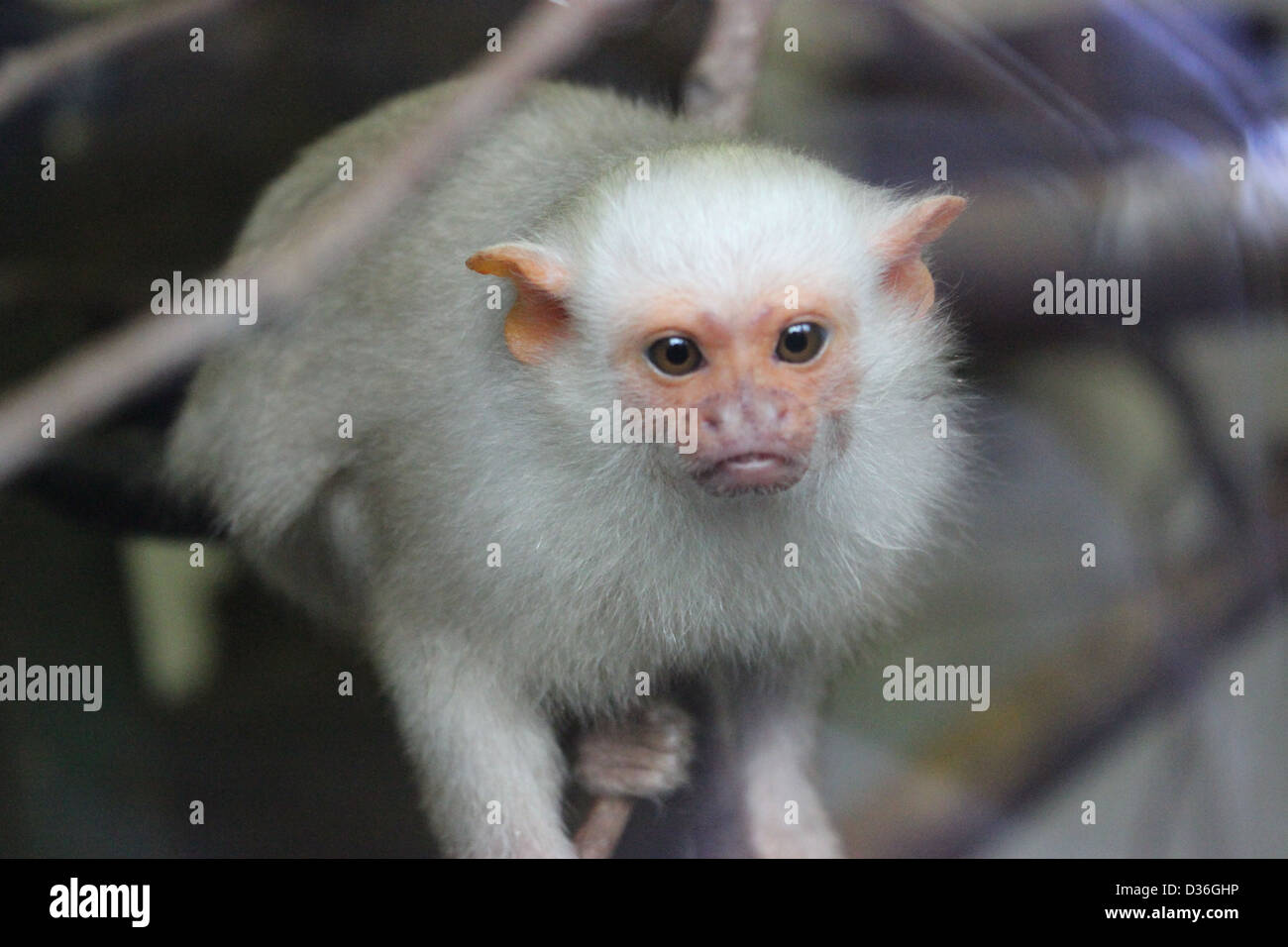 Mono blanco fotografías e imágenes de alta resolución - Alamy