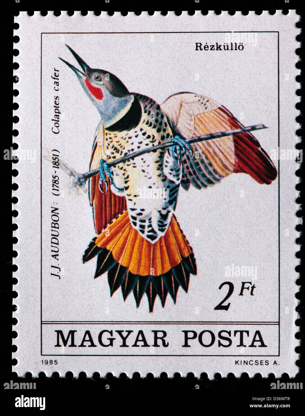 El Parpadeo, con astil de rojo (Colaptes auratus) cafer, ilustración de Audubon, sello, Hungría, 1985 Foto de stock