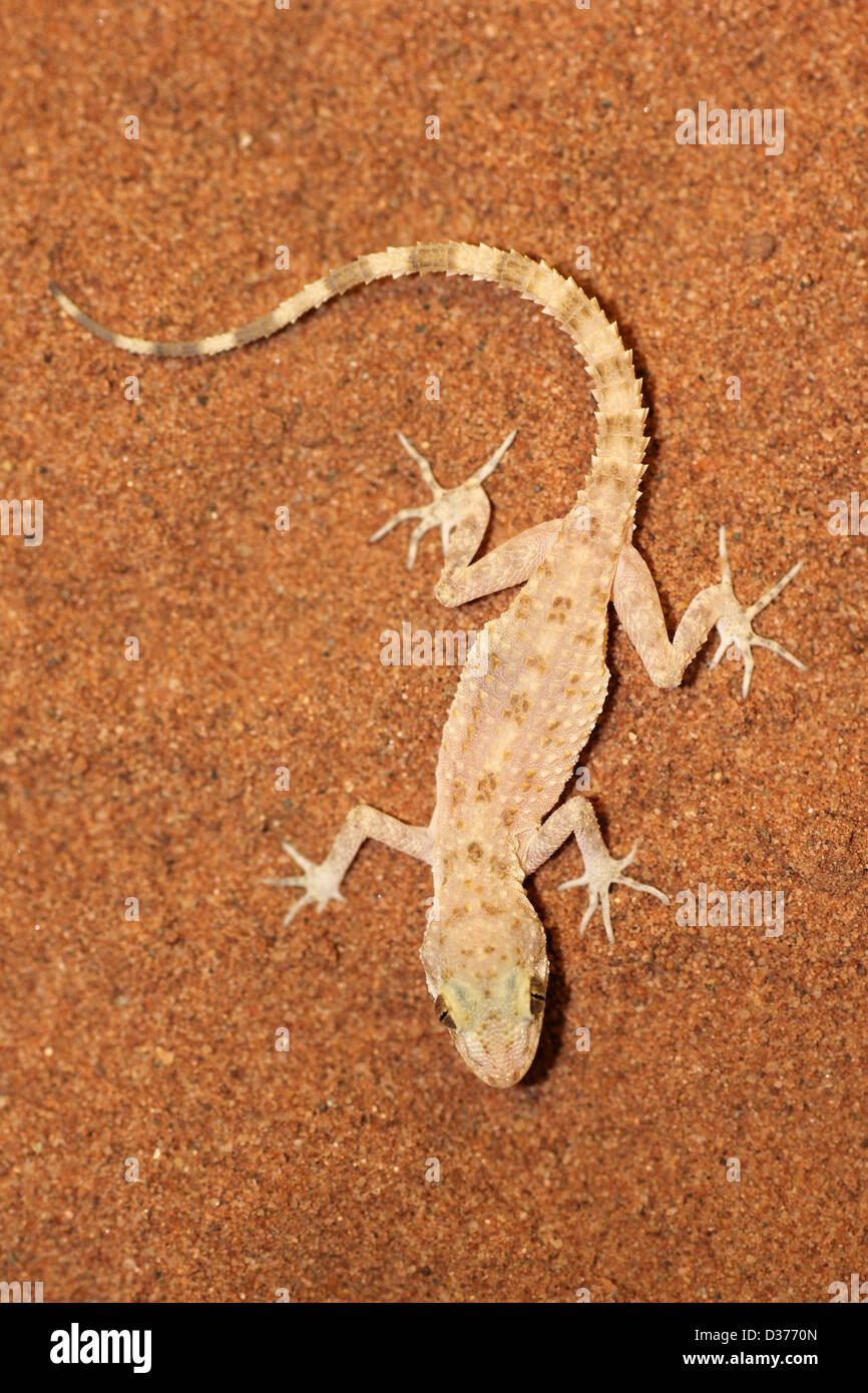 Áspero-tailed Bowfoot Gecko Cyrtopodion scabrum Foto de stock