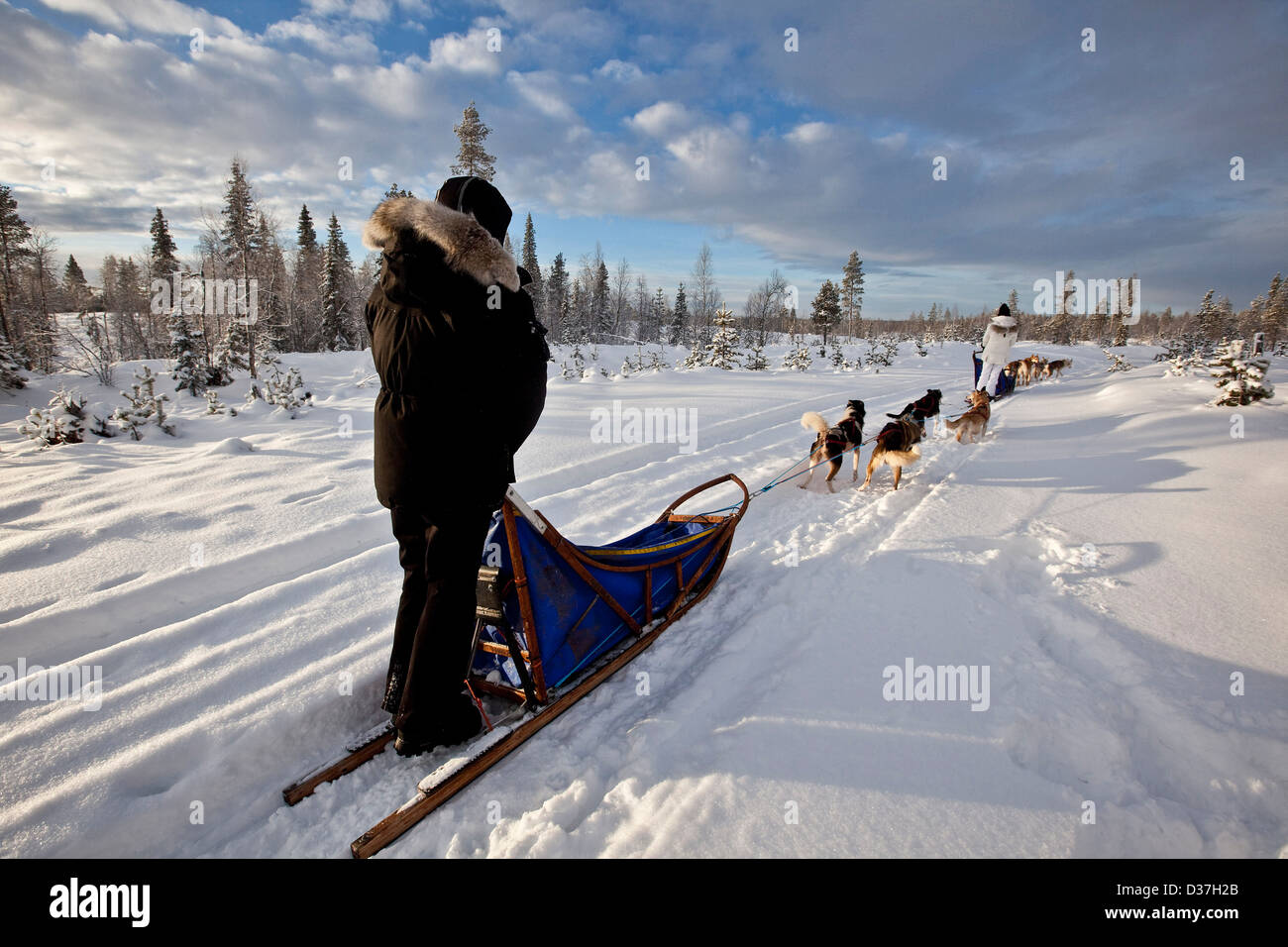 Huskies tirando de trineos a lo largo de la nieve, Laponia Foto de stock