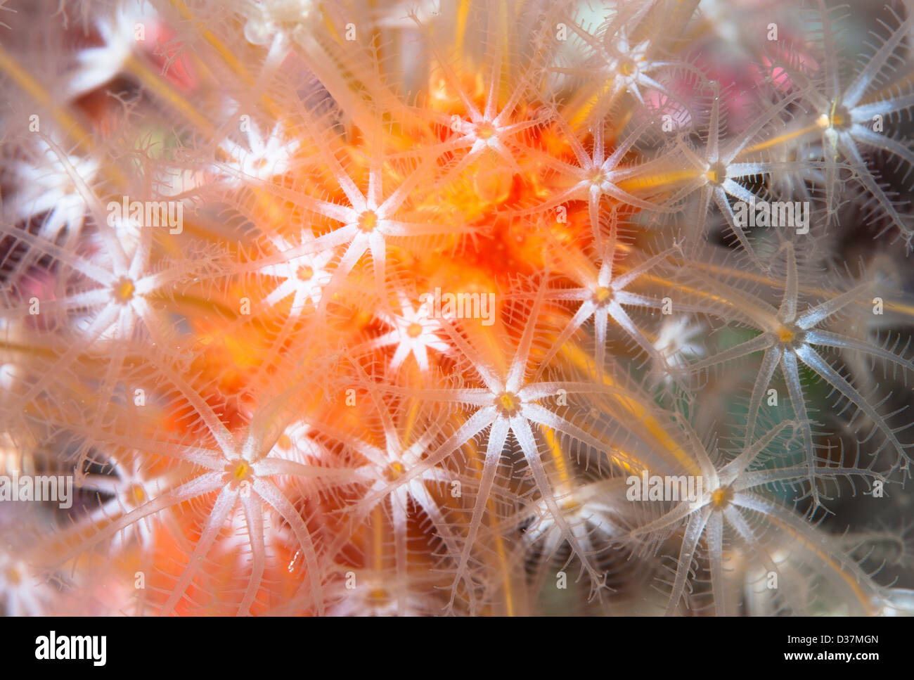 Cerca de coloridas plantas subacuáticas Foto de stock