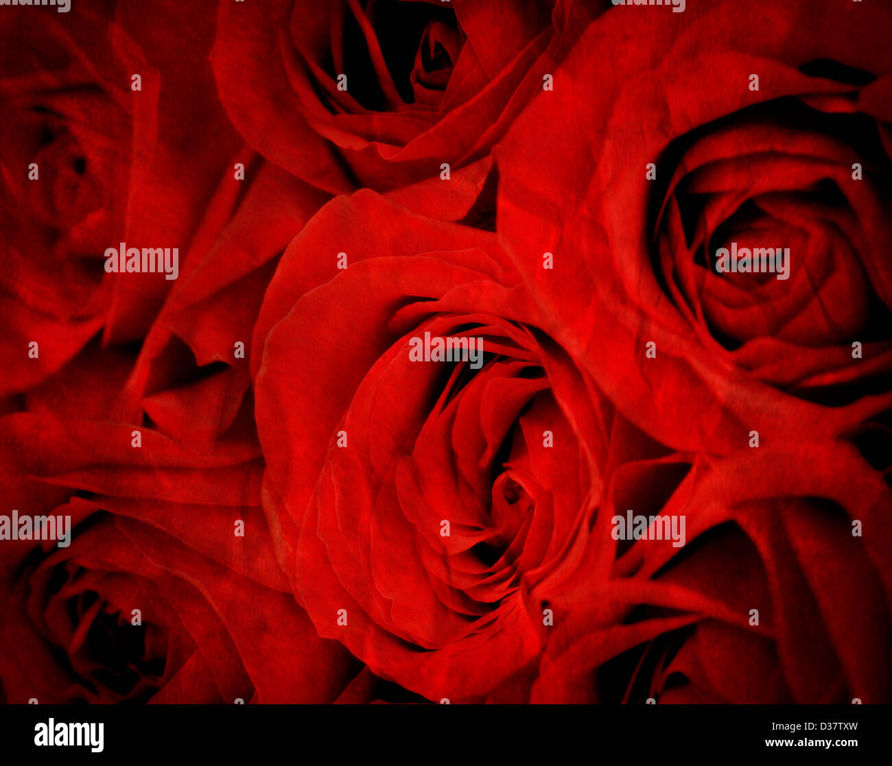 Varias Rosas Rojas aislado sobre fondo blanco. Foto de stock
