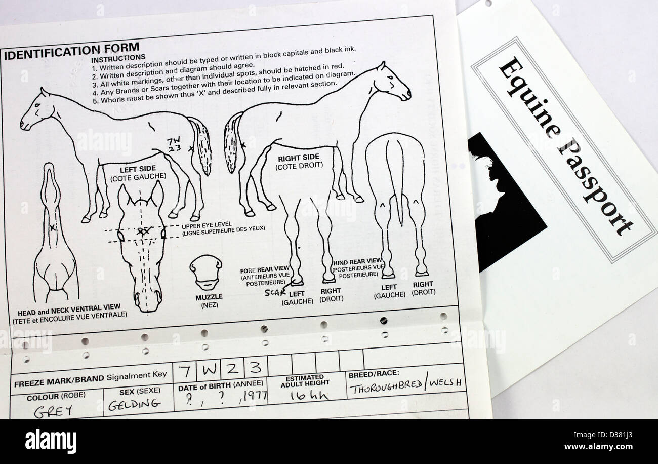 La sección de formulario de identificación de un caballo el pasaporte. Todos los caballos en el