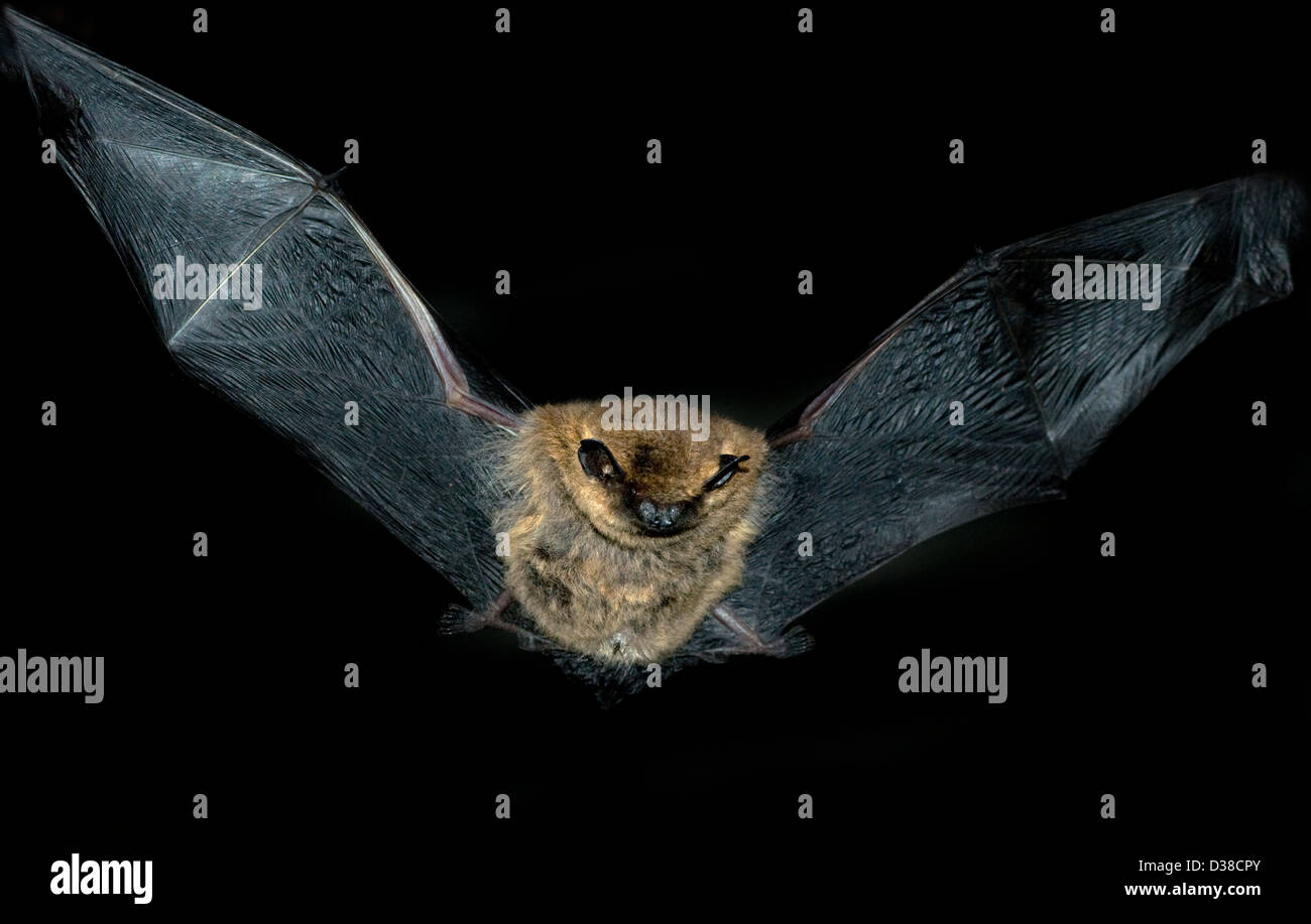Vuelo Nocturno pipistrelle común bat Foto de stock