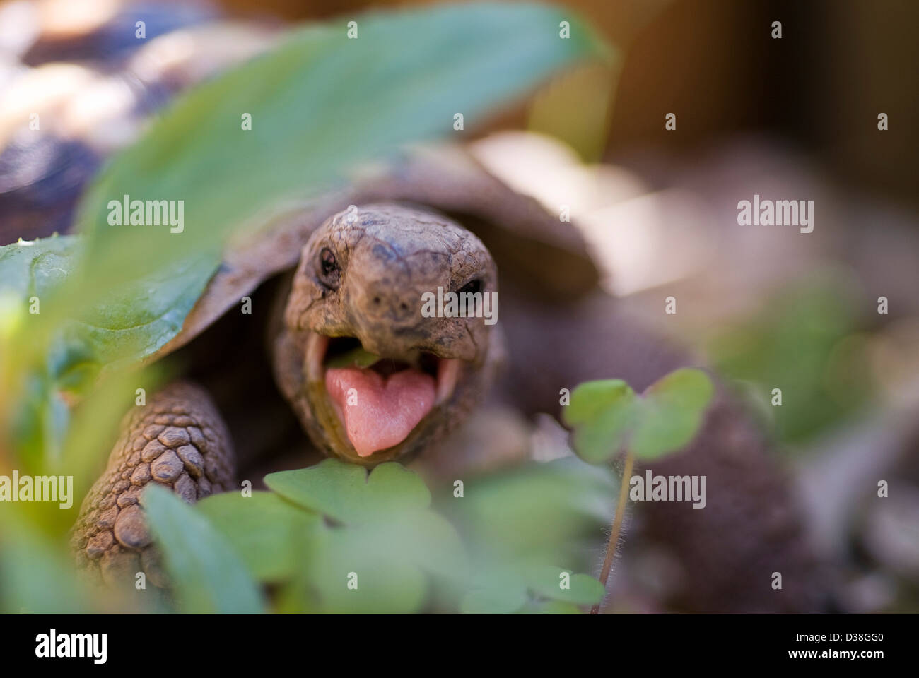 Herman es Comer tortuga, reptiles, PET, en Peligro, Vulnerable, Foto de stock