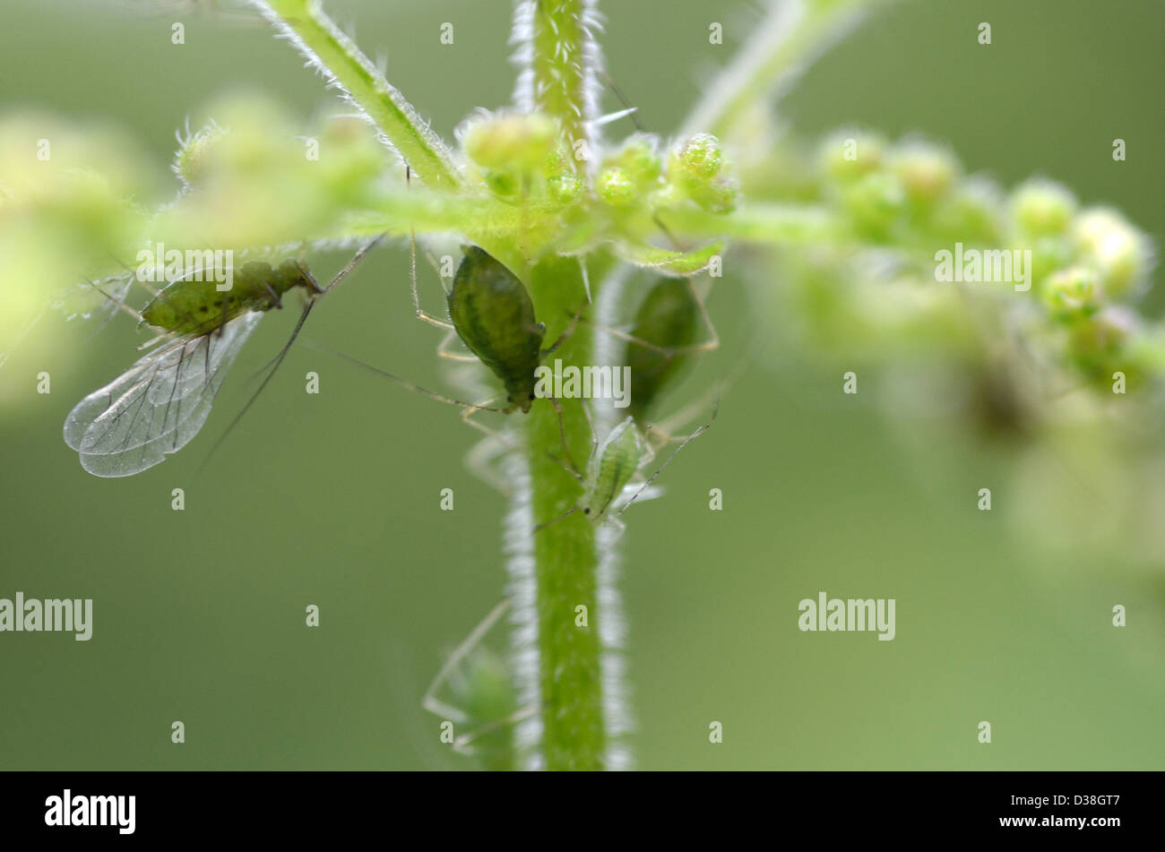 Greenfly en tallo de planta, pulgones, plagas de jardín, Foto de stock